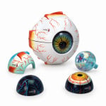 Human Eye Model